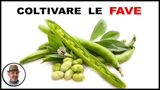 COLTIVARE LE FAVE tutte le fasi lavorative [upl. by Blanding512]