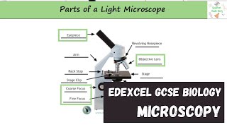 Edexcel GCSE Biology  Microscopy [upl. by Russel847]