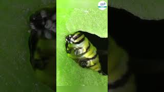 The Life Cycle of a Butterfly 🦋 😲  Shorts shortfeed infinitylearnneet [upl. by Dam150]