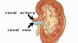 The Urinary System [upl. by Atsirc]