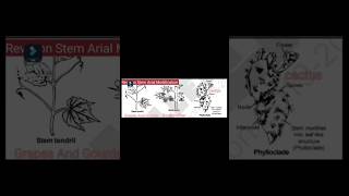 Arial Stem Modification  Revison Botany  Small Step revisions  Thorn  Phylloclade [upl. by Minerva]