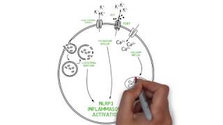 NLRP3 Inflammasome activation [upl. by Nyrrad]