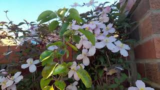 Clematis Montana Rubens is Ideal for covering walls amp fences [upl. by Rezal787]