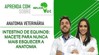 Anatomia Veterinária  Intestino de Equinos  Macete para nunca mais esquecer a anatomia [upl. by Areic]