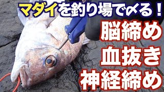 釣り場での魚の締め方「脳締め→血抜き→神経締め」真鯛（マダイ）編 Red seabream Ikejime [upl. by Teena427]