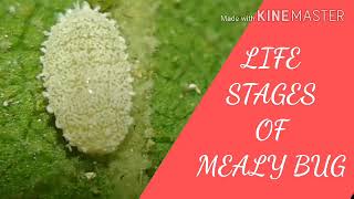 Life stages of Mealy bug ll Vine mealybug ll Planococcus ficus l [upl. by Aicilat]