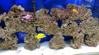 How to refugium vs canister filter in saltwater tank the update [upl. by Alegnaed]