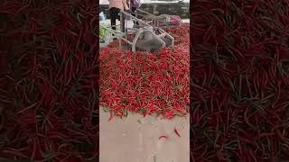 chilli dring process  Desi Jugad  Indian Farmer  shorts  yummyfarm  farmya  TechnicalFarming [upl. by Nahtaoj52]