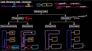 Lipids Part 5 of 11  Membrane Lipids  Intro [upl. by Adnauq749]