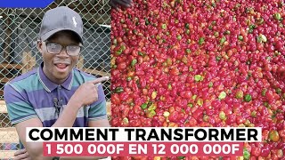 COMMENT TRANSFORMER 1500000F en 12000000 FCFA Le secret de la production du piment [upl. by Desdemona]