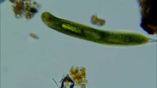 Euglena Eating [upl. by Perni]