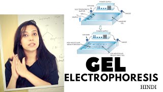 Agarose Gel Electrophoresis [upl. by Zerk]