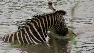 Crocodile attacks and drowns Zebra in the Kruger National Park [upl. by Nele]