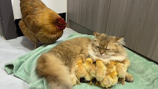 The hen suspects the kitten has stolen the chicksThe cat returned the chick to the henFunny cute🤣 [upl. by Lotson]