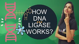 HOW DNA LIGASE WORKS Why DNA Ligase is needed [upl. by Aseret]