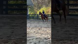 Some crusty musty no stirrups November raws🤭🤭🤭 [upl. by Imehon]