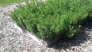 Growing Alfalfa for the Backyard Grower [upl. by Affay]