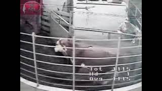 1142024South Central Livestock Inc Fitzgerald GA Live Stream [upl. by Meagher407]