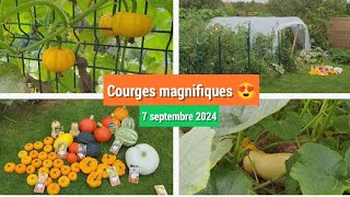 🎃Revue et récolte des courges quel plaisir  👌 [upl. by Eilahs]