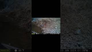 YABAN TAVŞANI LEPUS EUROPAEUS vahşidoğa wildlife drone automobile shortvideo animals wolf [upl. by Rahcir]