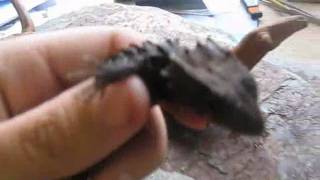 Crocodile skink annoyance vocalizations  Tribolonotus gracilis sonido [upl. by Namilus]