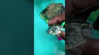 Red eared slider 🐢turtlelover shorts tortoiselover pets [upl. by Domenic]