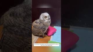 This family rescued an owl that was stuck in a fence and then this happened animalshorts [upl. by Beetner]