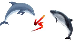 Dolphins vs Porpoises [upl. by Anaujik]