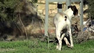 Un Perro Ratonero Bodeguero Andaluz rasca el suelo tras hacer sus necesidades para dejar información [upl. by Milicent176]