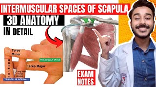 intermuscular spaces of scapula anatomy  subscapular spaces anatomy  intermuscular spaces anatomy [upl. by Walford]