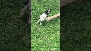 🐐 king of the hill dadjokesshorts pets animals cute goatlife babygoats funny babyanimals [upl. by Nam381]