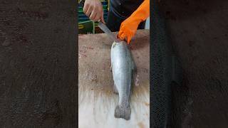 Asia technique  How to fillet a whole salmon [upl. by Tichonn]