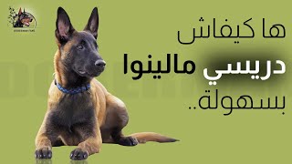 Comment dresser un Malinois  كيفية تدريب المالينو [upl. by Kolk642]