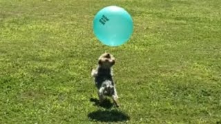 WHEN YOUR PUPS GOT TALENT yorkie rylie fast ball [upl. by Wilbert]