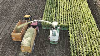 AbingdonOnThames South Abingdon during sweetcorn harvest finale Oct 24 [upl. by Orbadiah]