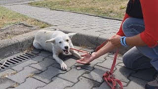 Homeless Dog Keeps Following People On The Street For A Heartbreaking Reason  Part1 [upl. by Caresa]