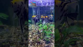 ANUBIAS CALADIIFOLIA  SEMI AQUASCAPE fypシ゚viral aquascape foreveryoung [upl. by Aztirak]