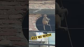 बंदर का कमाल देखिए Live Video [upl. by Guglielmo]