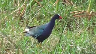 Purple Gallinule Birds of Florida USA [upl. by Harias]