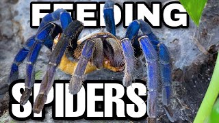 Feeding my Giant Spiders  Unboxing the COOLEST Tarantula Enclosures EVER [upl. by Aihsel]