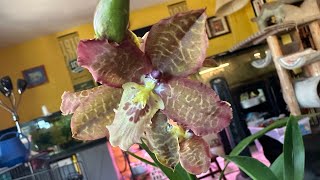 New Orchids May to June 2024  Part 1 of 3 [upl. by Desireah]