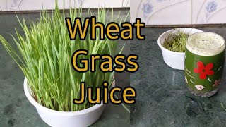 shortsHealthy Juice Recipe WheatGrass Juice [upl. by Katherina]