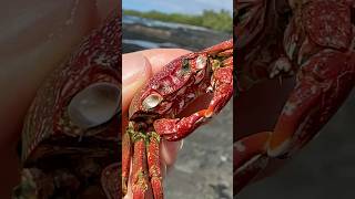 Tide Pool Treasure Hunt Crushing Crab Exoskeletons Eel [upl. by Droffats]