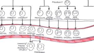 An introduction to Haematopoesis [upl. by Yendyc56]