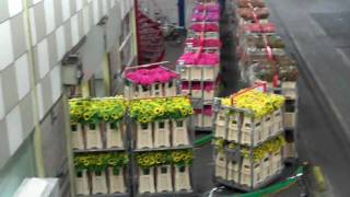 Aalsmeer Flower Auction Part IV [upl. by Issor991]