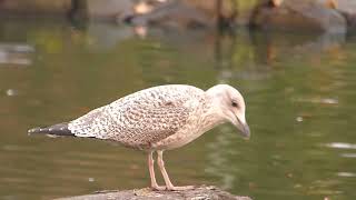 Peckish gull [upl. by Lumpkin]