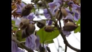 Princess Tree Paulownia tomentosa [upl. by Wicks]