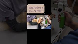 眼圧検査ってどんな検査？動物病院 トイプードル 癒しわんこ シーズー dog 眼圧可愛いわんこ [upl. by Gupta]