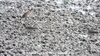 Whimbrel  Chiu S C DSCN1308 [upl. by Mick]