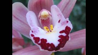 Beautiful Orchid Flowers of Pink Red amp White Cymbidium Orchids [upl. by Arihay]